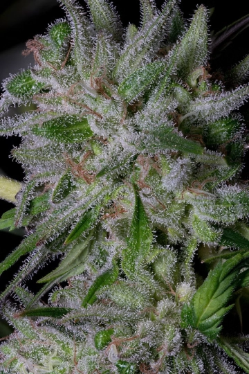 GORILLA COOKIES Feminized cannabis flower bud by Bighead Seeds