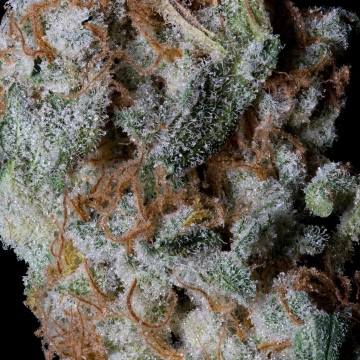 SHERBERT GLUE Feminized cannabis flower bud by Bighead Seeds