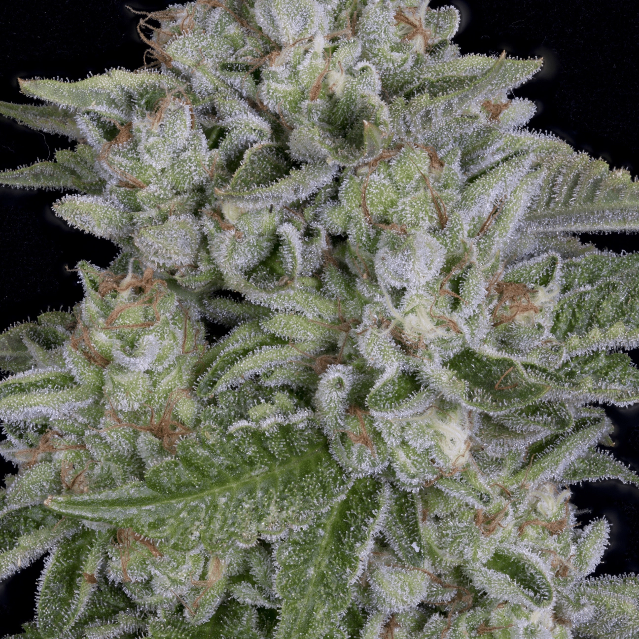 SKYWALKA COOKIES – Bighead Seeds – Feminized