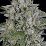 SKYWALKA COOKIES Feminized cannabis flower bud by Bighead Seeds