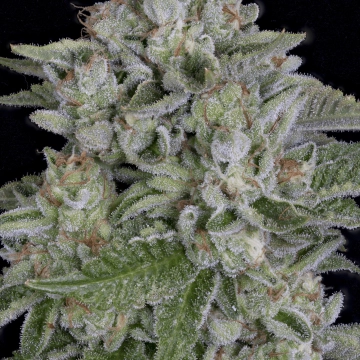 SKYWALKA COOKIES Feminized cannabis flower bud by Bighead Seeds