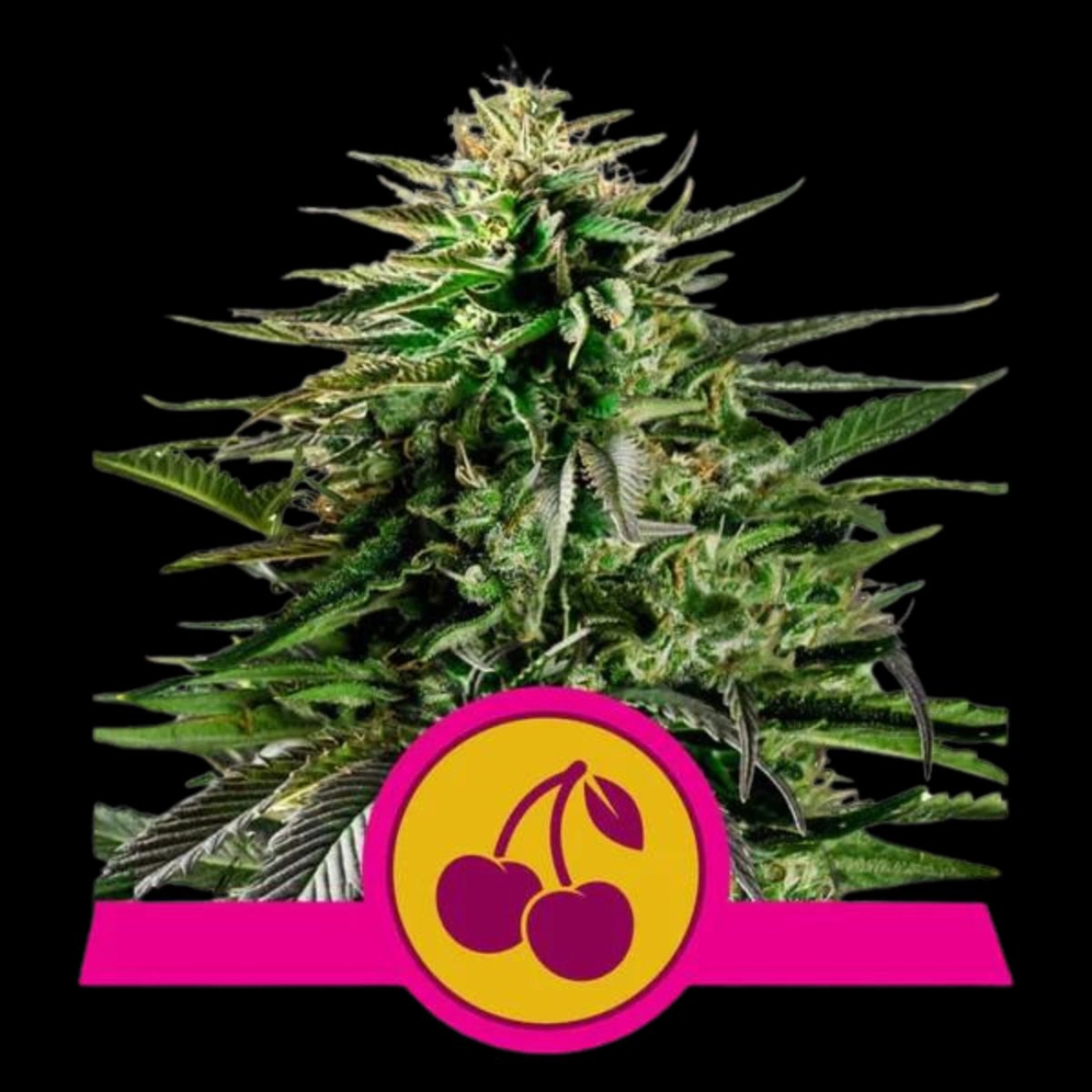 Cherry Pie – Royal Queen Seeds – Feminized