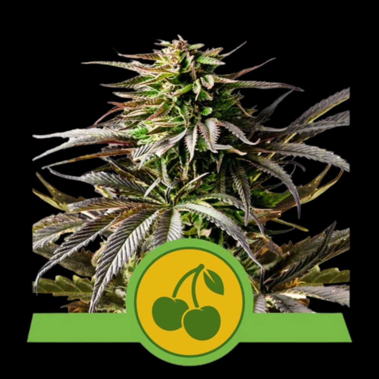 Cherry Pie Auto – Royal Queen Seeds – Autoflowering