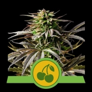 Cherry Pie Auto Autoflowering cannabis flower bud by Royal Queen Seeds