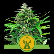 Pink Runtz Auto Autoflowering cannabis flower bud by Royal Queen Seeds