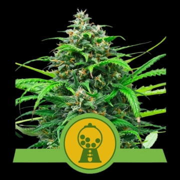 Pink Runtz Auto Auto cannabis flower bud by Royal Queen Seeds