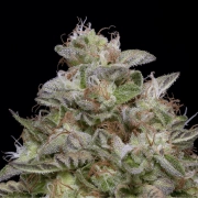 DO-Si-DOS Feminized cannabis flower bud by Bighead Seeds