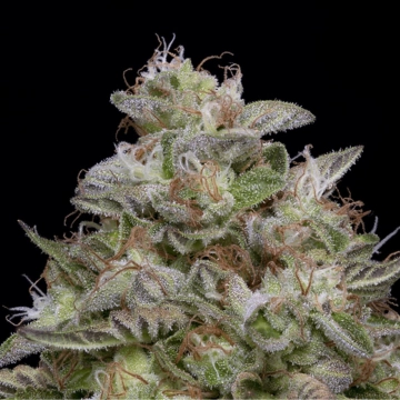 DO-Si-DOS Feminized cannabis flower bud by Bighead Seeds