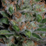 SOUR DIESEL Feminized cannabis flower bud by Bighead Seeds