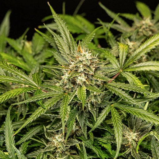 Apollo F1 Auto – Royal Queen Seeds – Autoflowering
