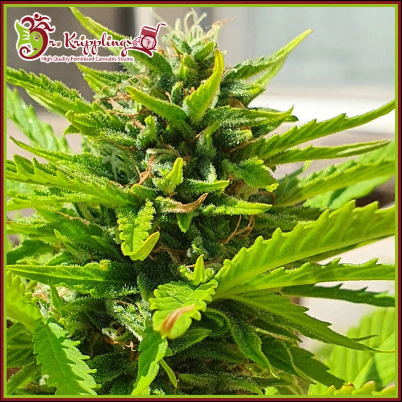 Banana Kick Auto – Dr Krippling – Autoflowering