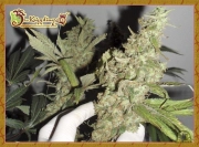 Banana Rapids Feminized cannabis flower bud by Dr Krippling