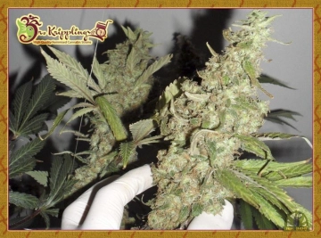 Banana Rapids Feminized cannabis flower bud by Dr Krippling