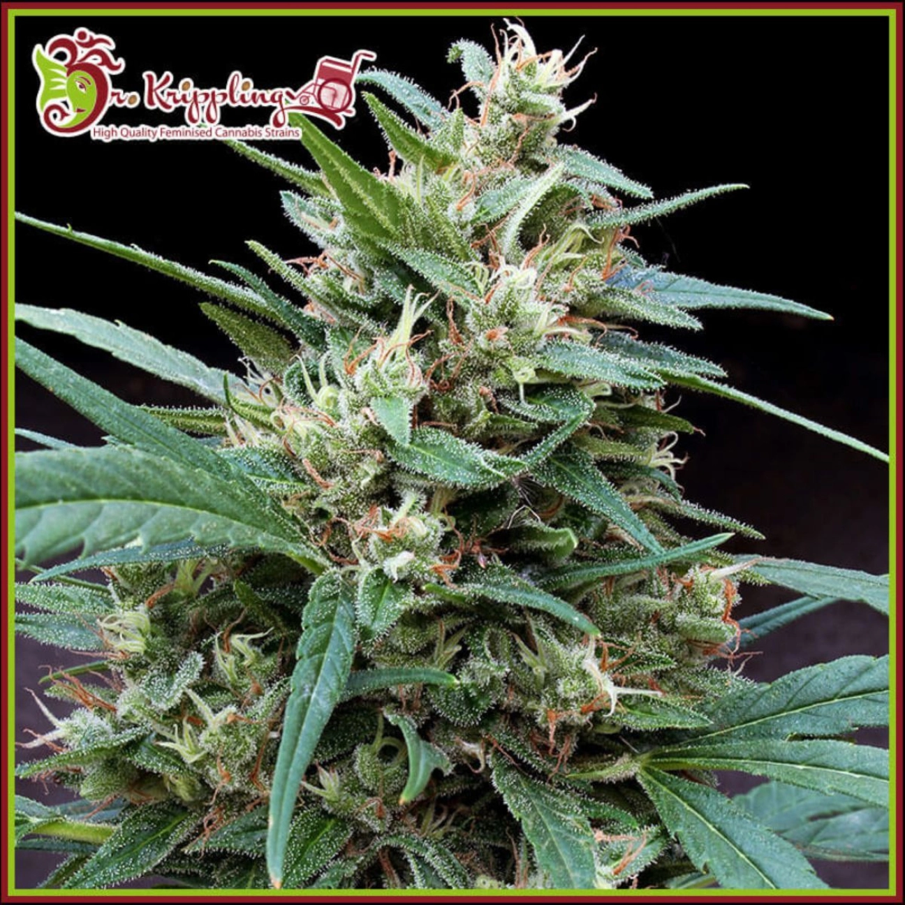 Bucks Fizz Auto – Dr Krippling – Autoflowering