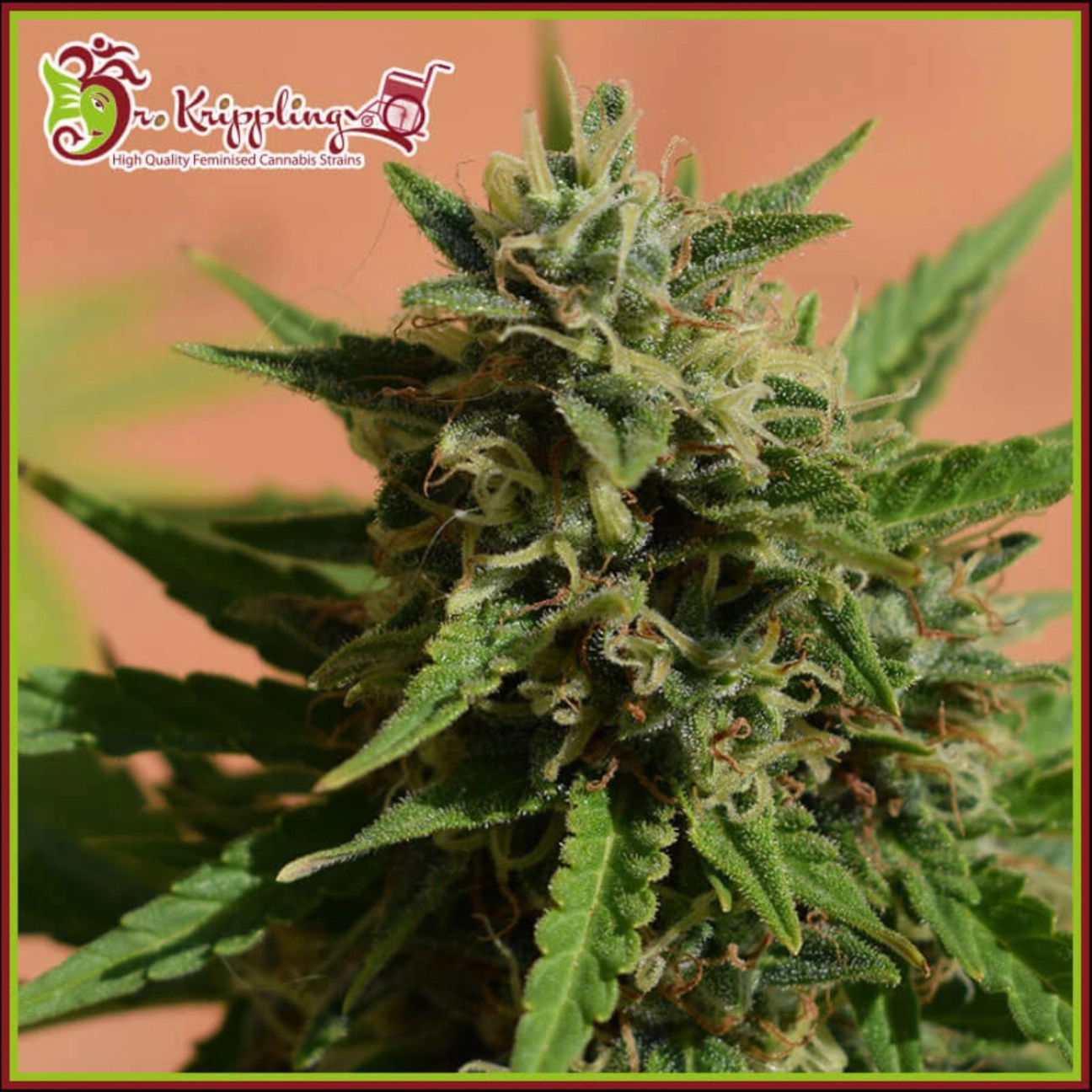 Mint Glacé XXL Auto – Dr Krippling – Autoflowering