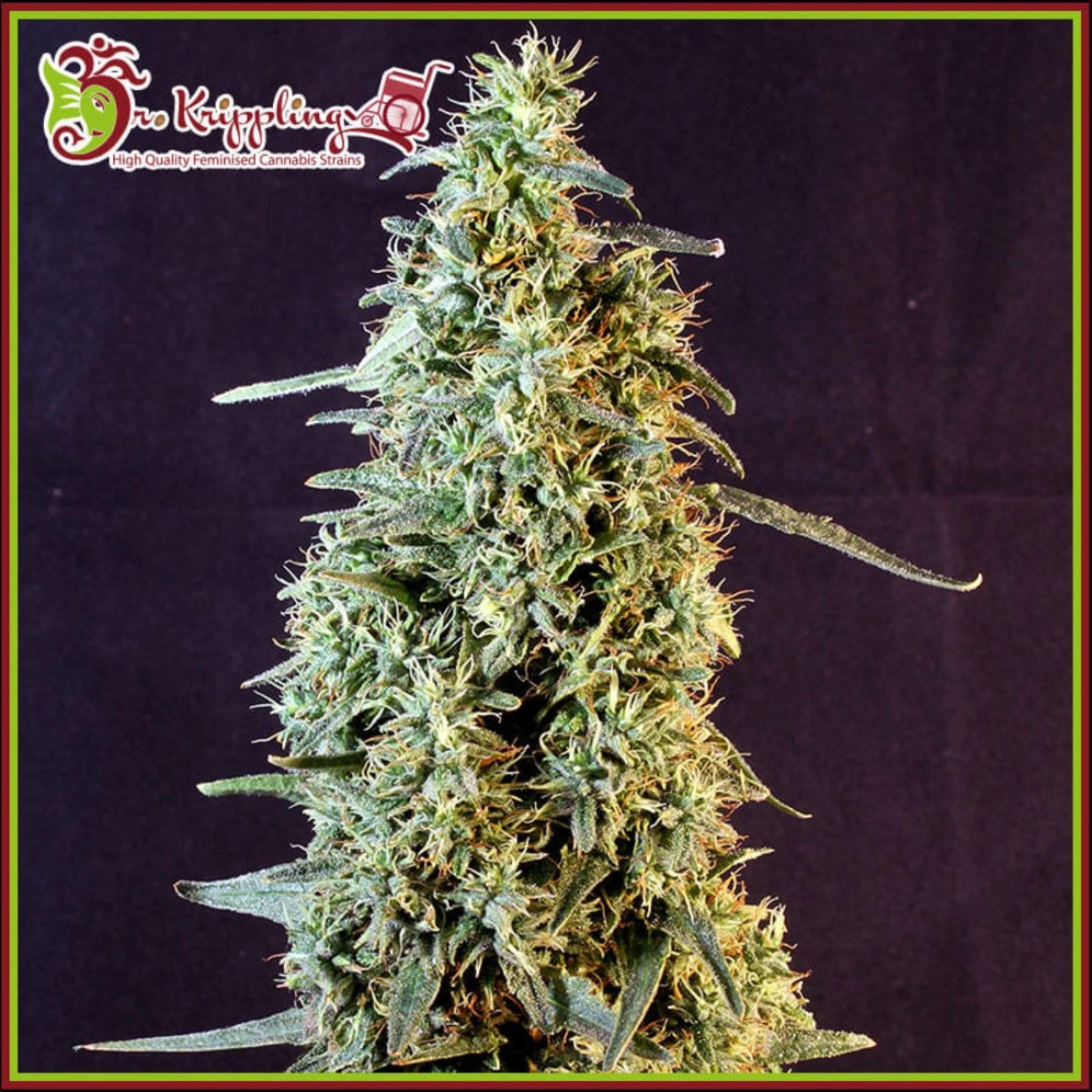 Strawberry Banana Whip Auto – Dr Krippling – Autoflowering