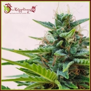 Zesty Zkittles Auto Autoflowering cannabis flower bud by Dr Krippling