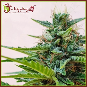 Zesty Zkittles Auto Autoflowering cannabis flower bud by Dr Krippling