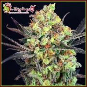 Break-Neck Larry Feminized cannabis flower bud by Dr Krippling