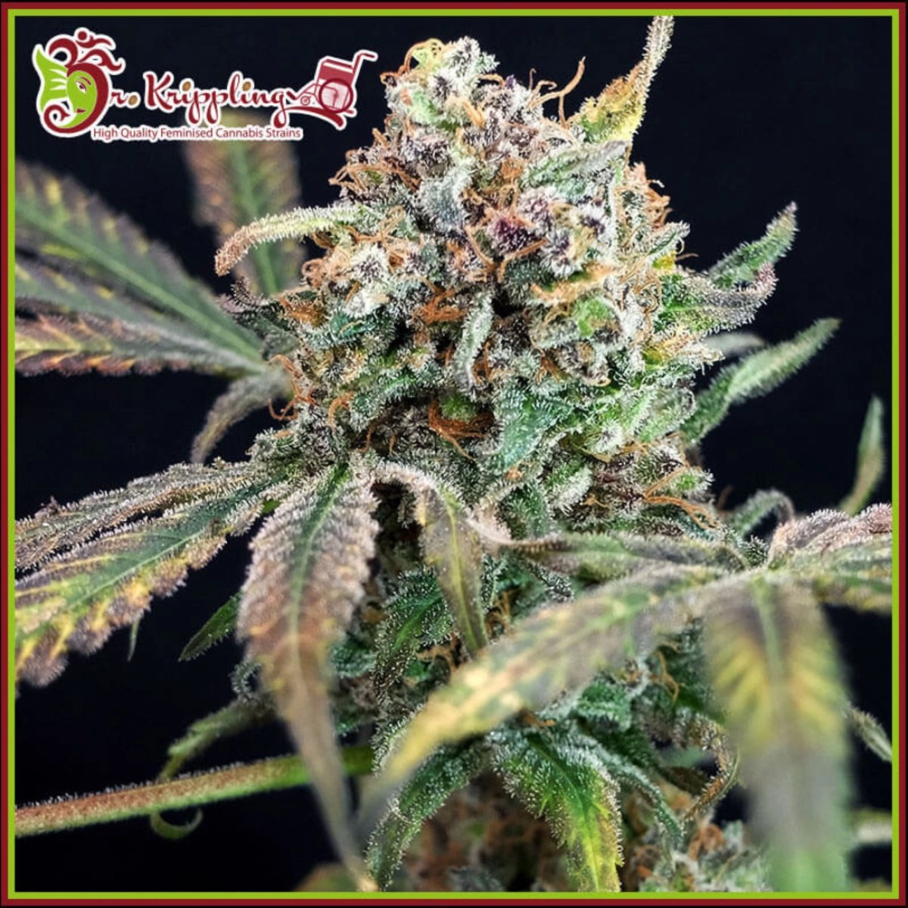 Bucks Purple Fizz – Dr Krippling – Feminized