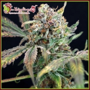 Bucks Purple Fizz Feminized cannabis flower bud by Dr Krippling