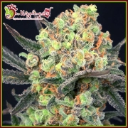 Candy Mintz Feminized cannabis flower bud by Dr Krippling