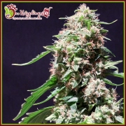 Chocolate Zkittles Feminized cannabis flower bud by Dr Krippling