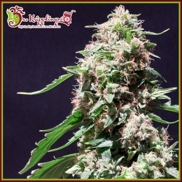 Chocolate Zkittles Feminized cannabis flower bud by Dr Krippling