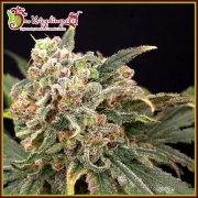 Mint Glace Feminized cannabis flower bud by Dr Krippling