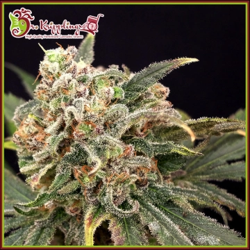Mint Glace Feminized cannabis flower bud by Dr Krippling