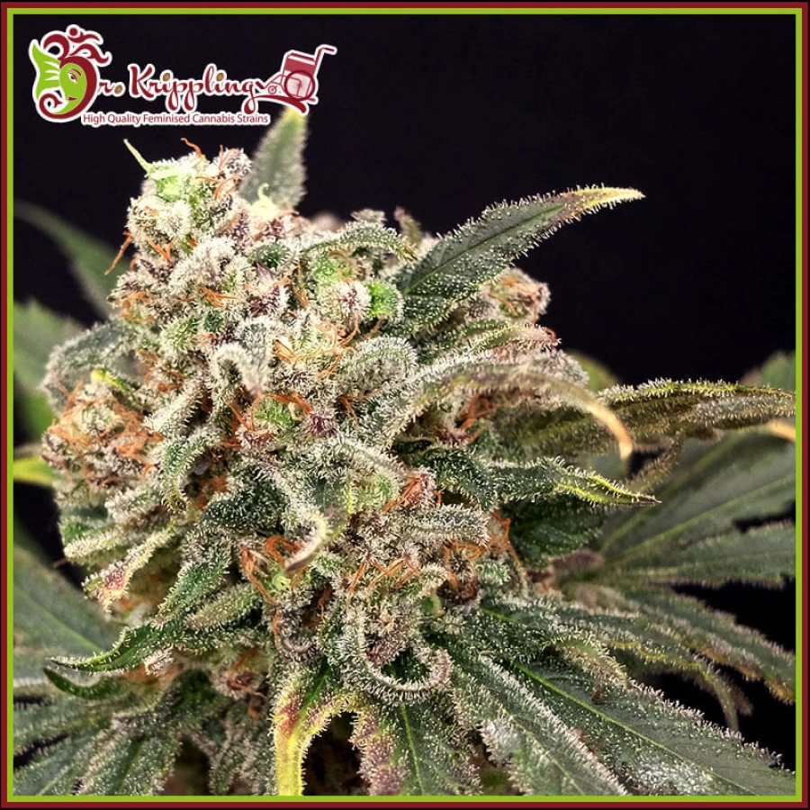 Mint Glace – Dr Krippling – Feminized