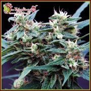 Ninja Zkittles Feminized cannabis flower bud by Dr Krippling