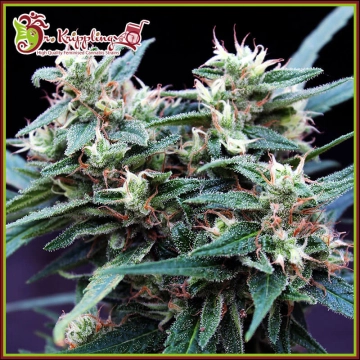 Ninja Zkittles Feminized cannabis flower bud by Dr Krippling