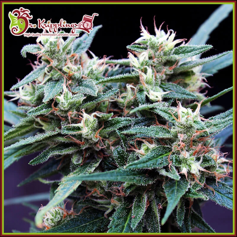 Ninja Zkittles – Dr Krippling – Feminized