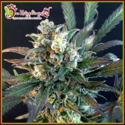 Quick Separation Cake Feminized cannabis flower bud by Dr Krippling