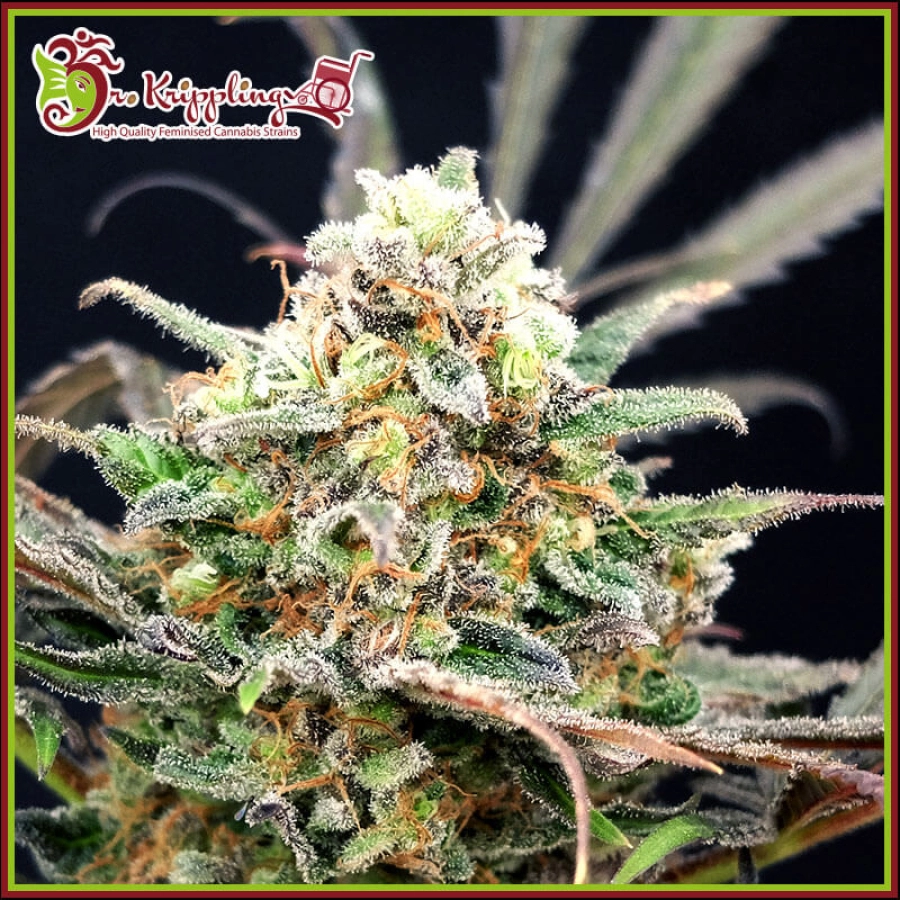 Separation Cake Auto – Dr Krippling – Autoflowering