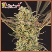 Wedding Flowers Feminized cannabis flower bud by Dr Krippling