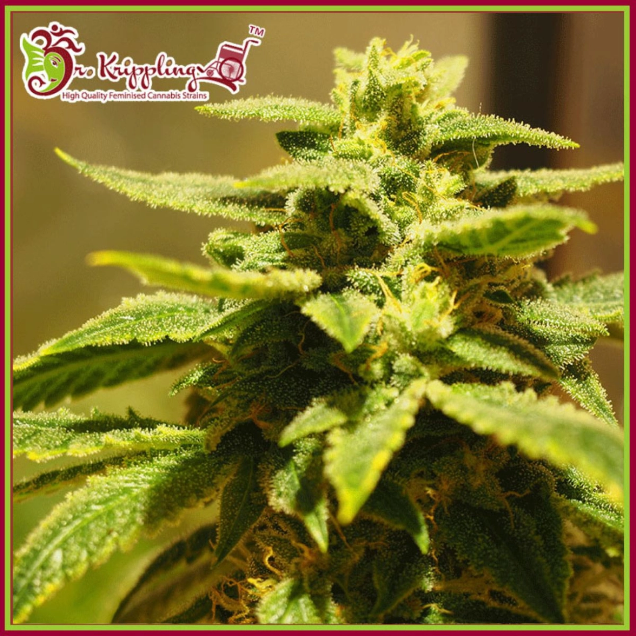 Kripplings Gelato – Dr Krippling – Feminized