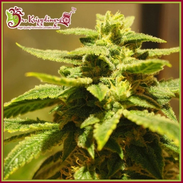 Kripplings Gelato Feminized cannabis flower bud by Dr Krippling