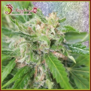 Kripplicious Feminized cannabis flower bud by Dr Krippling