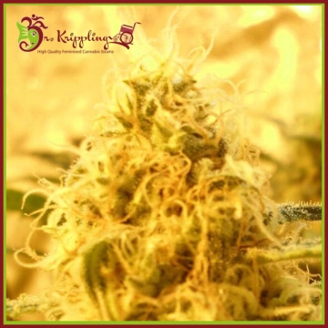 Mango Mist Shake Feminized cannabis flower bud by Dr Krippling