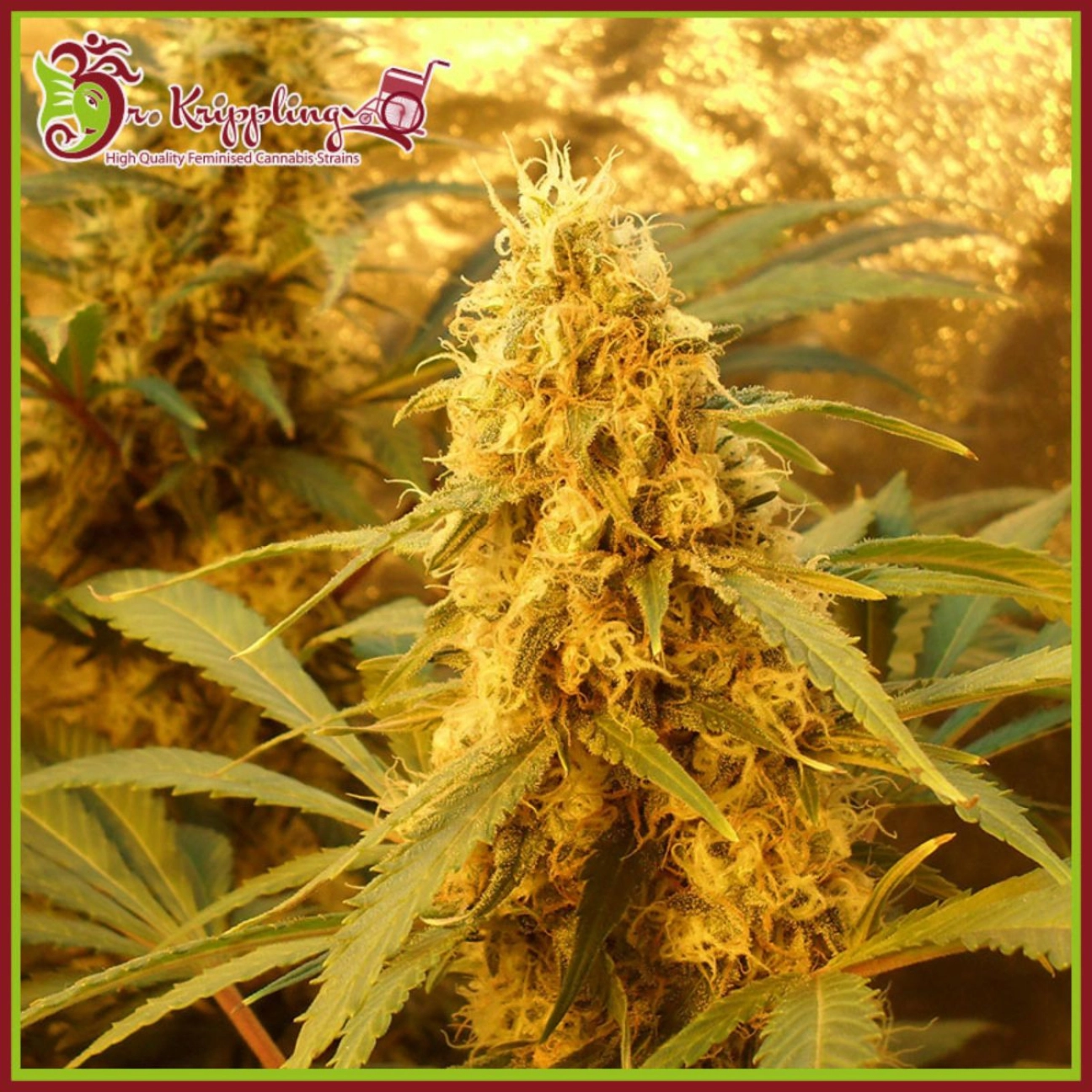 Jack Mist Tree – Dr Krippling – Feminized