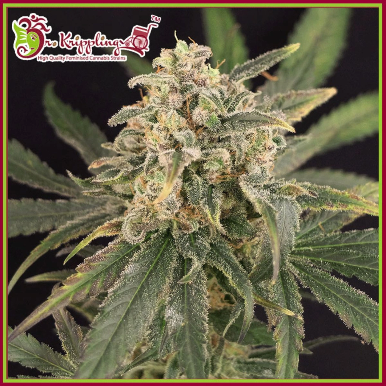 Sour Tang Kripple – Dr Krippling – Feminized