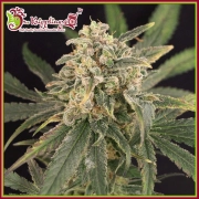 Sour Tang Kripple Feminized cannabis flower bud by Dr Krippling