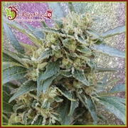 Shark Infested Custard Feminized cannabis flower bud by Dr Krippling