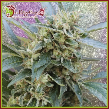 Shark Infested Custard Feminized cannabis flower bud by Dr Krippling