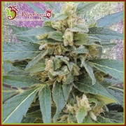 Mango Bubble Cloud Feminized cannabis flower bud by Dr Krippling