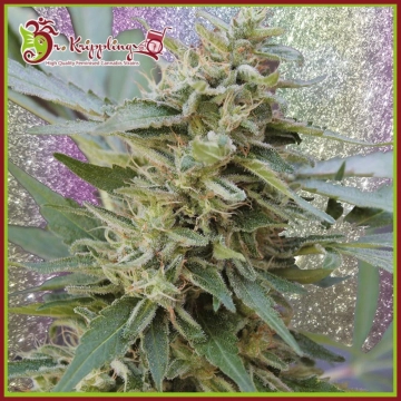 S&M Feminized cannabis flower bud by Dr Krippling