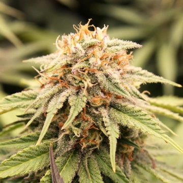 PriZmatic Feminized cannabis flower bud by Humboldt Seed Organization