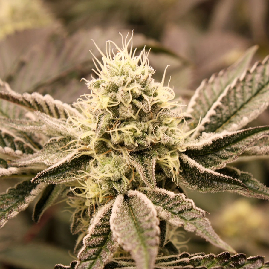 Mouth Wash – Humboldt Seed Organization – Feminized